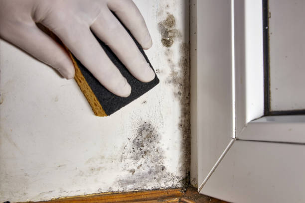 Best Dehumidification Services  in Ionia, MI